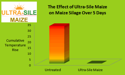 Maize silage treated with Ultra-Sile Maize additive was stable and remained cool for 5 days longer than untreated maize silage