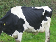 Grazing cows are prone to rumen acidosis and body condition loss