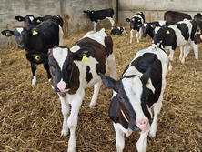 RWN County Calf Milk Powders new to the UK and skim based offer exceptional quality