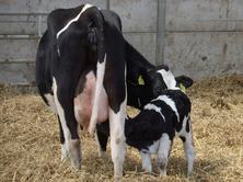 Sub-clinical milk fevers often go un-noticed but can have a major effect on the cows health, fertility and milk output