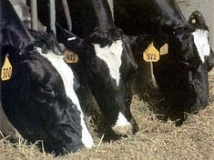 Feeding dry cows is a complex area. Work closely with an experienced dairy nutrition advisor in order to prevent metabolic disorders, ill health and reduced performance