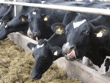 Mycotoxins in feed impact on performance, health and fertility in dairy cows