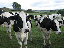 Cows at grass benefit from Ostrea rumen buffer every bit as much as housed cows on complete diets