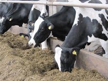 Feed Ultrabond to high yielding dairy cows, mycotoxins are present in most diets