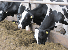 Feed Ultrabond to high yielding dairy cows, mycotoxins are present in most diets Feed Ultrabond to high yielding dairy cows, mycotoxins are present in most diets
