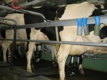 Focus on lifting milk yield per cow rather than on reducing variable costs to remain competitive