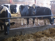Include straw in diets where possible. Introduce concentrate gradually and avoid sudden diet changes. Avoid feeding spoiled and low quality feeds to dry and calving cows.
