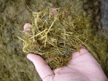 Chopped straw fed with low D-value silage can make acidosis worse