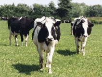 Yeast trials have shown increased growth rates and feed efficiency in heifers, beef and growing livestock of 10% - 15%