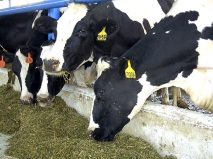 Trans-Omega fed for days pre-calving is the most effective solution to feeding transition cows