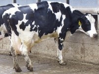 Acidosis is a disaster for the freshly calved cow