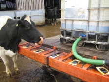 Feeding specialist molasses liquids through free access wheel lick feeders offers a low cost means of supplying the cow with additional concentrates, fermentable energy, sugar and degradable protein