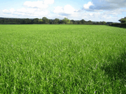 Reseeding can increase both forage yields and quality