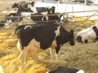 Transition diets are the key to high milk yields and healthy cows
